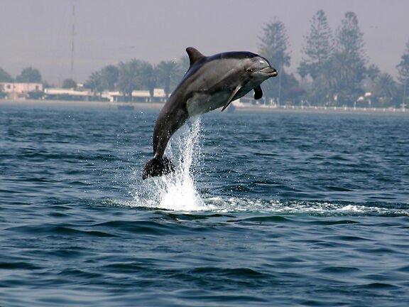 Delfin der aus dem Wasser springt