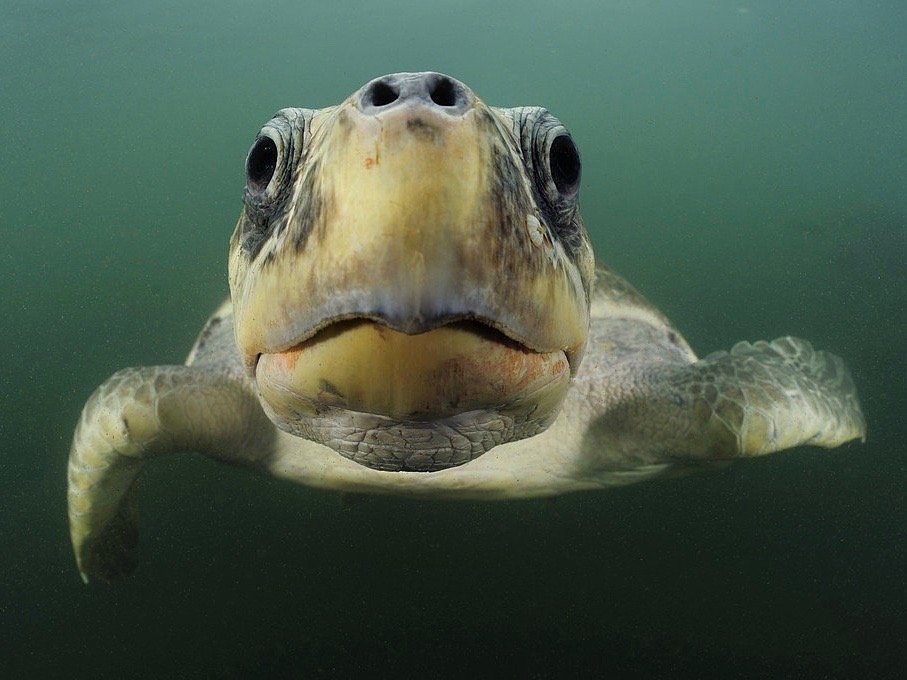 Meeresschildkröte die direkt auf die Kamera zuschwimmt