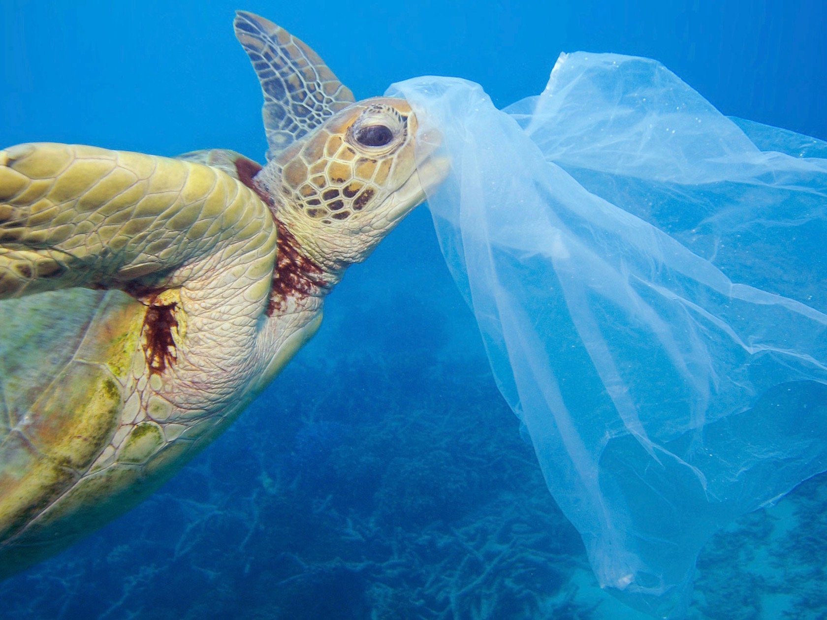 Meeresschildkröte die Plastiktüte frisst