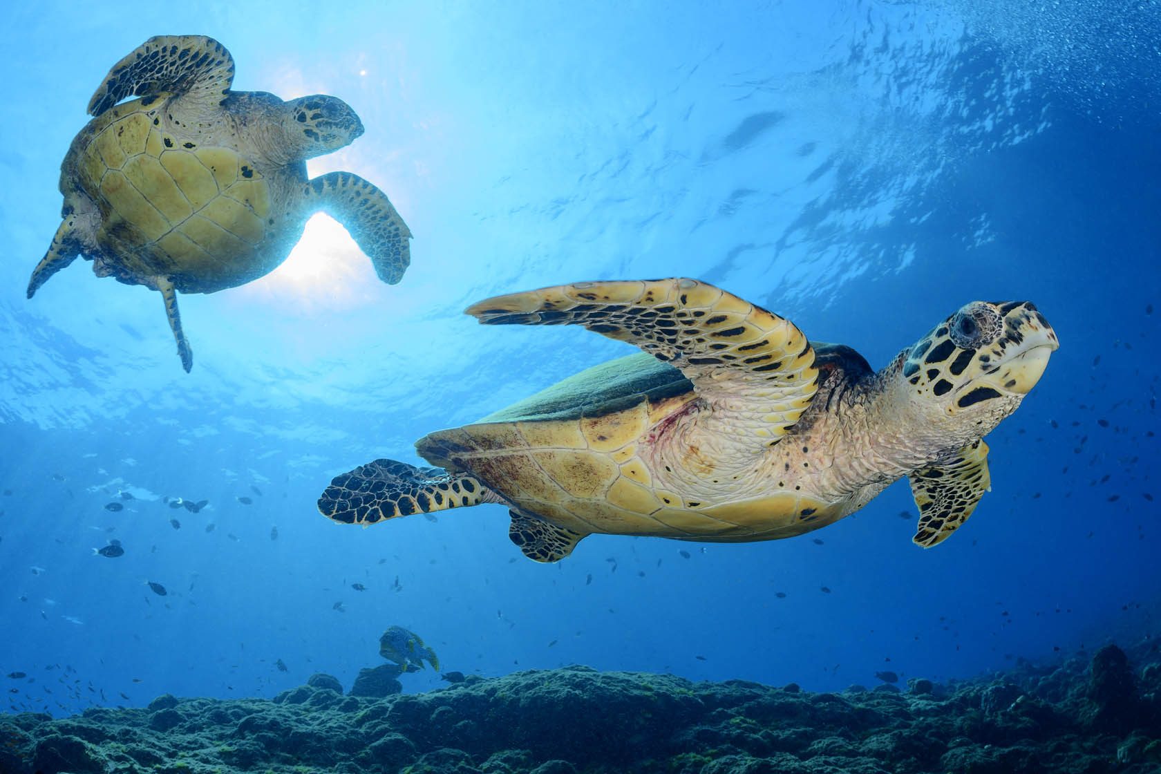 Grüne Meeresschildkröten auf Paarungssuche