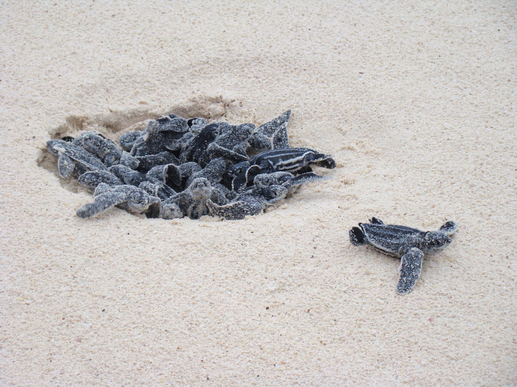 Frisch geschlüpfte Lederschildkröten