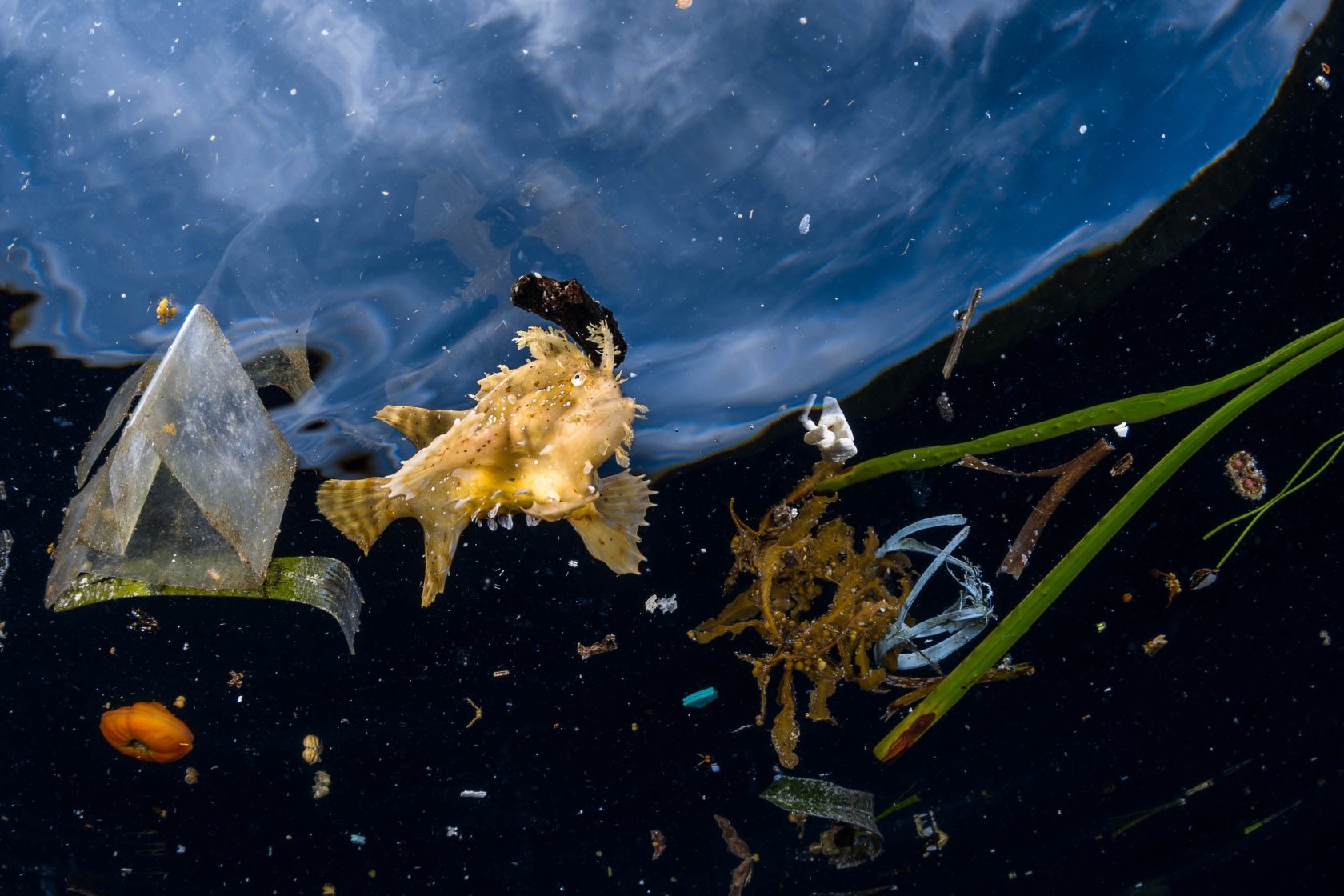Better Oceans_Fisch in Plastik_Abfall_Müll_GLC.jpg