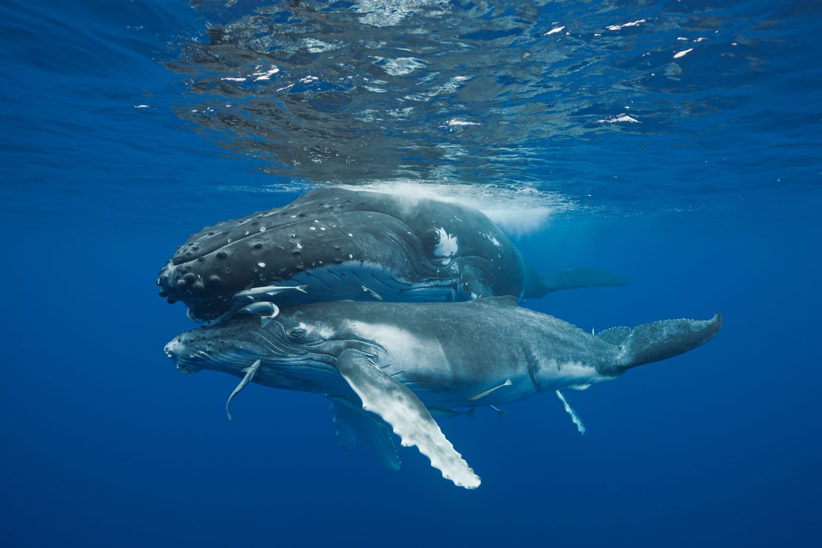 Horizontal image hires stock file, Humpback Whales from Tonga, great shot for advertising and editorial use