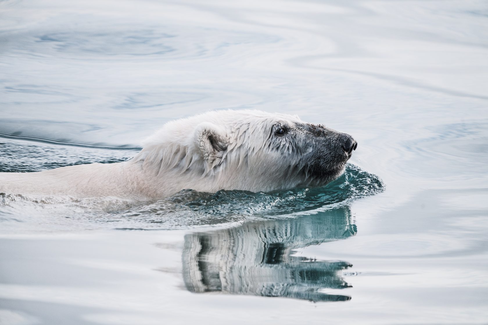 Schwimmender Eisbär Arktis