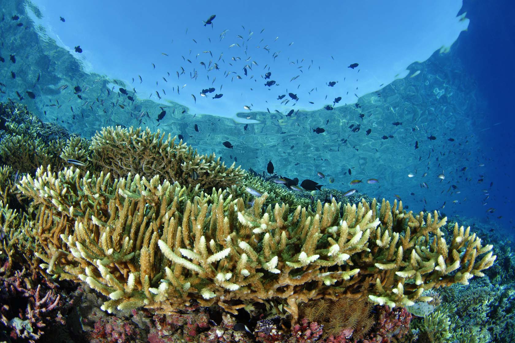 Korallenriff mit Fischschwarm