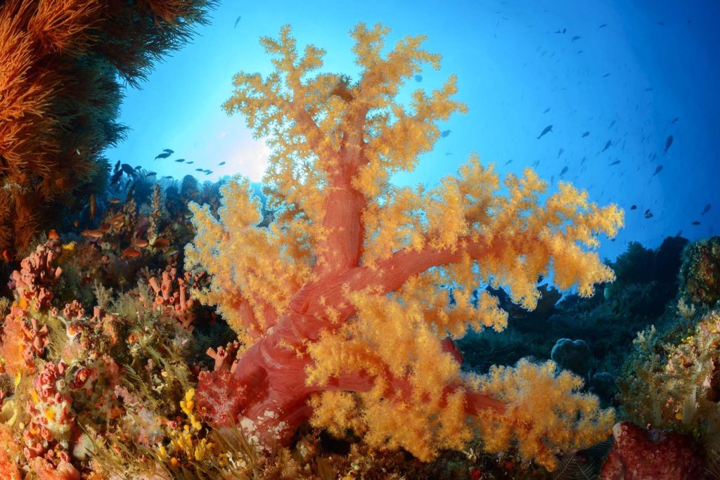 Korallenriff Rotes Meer