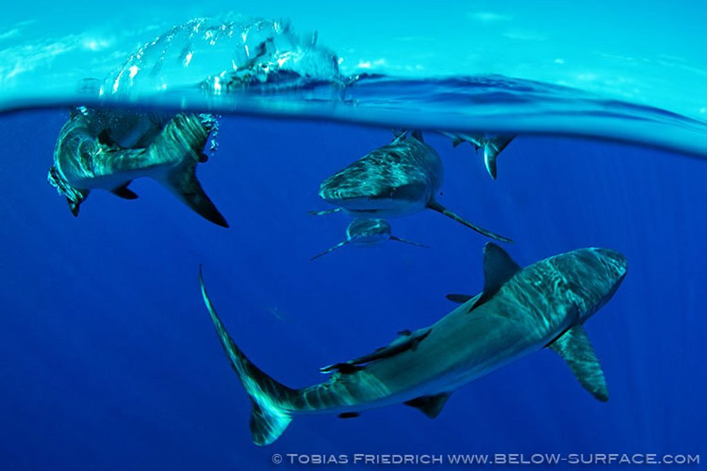 better oceans – Begegnung mit einem Hai! Was tun?