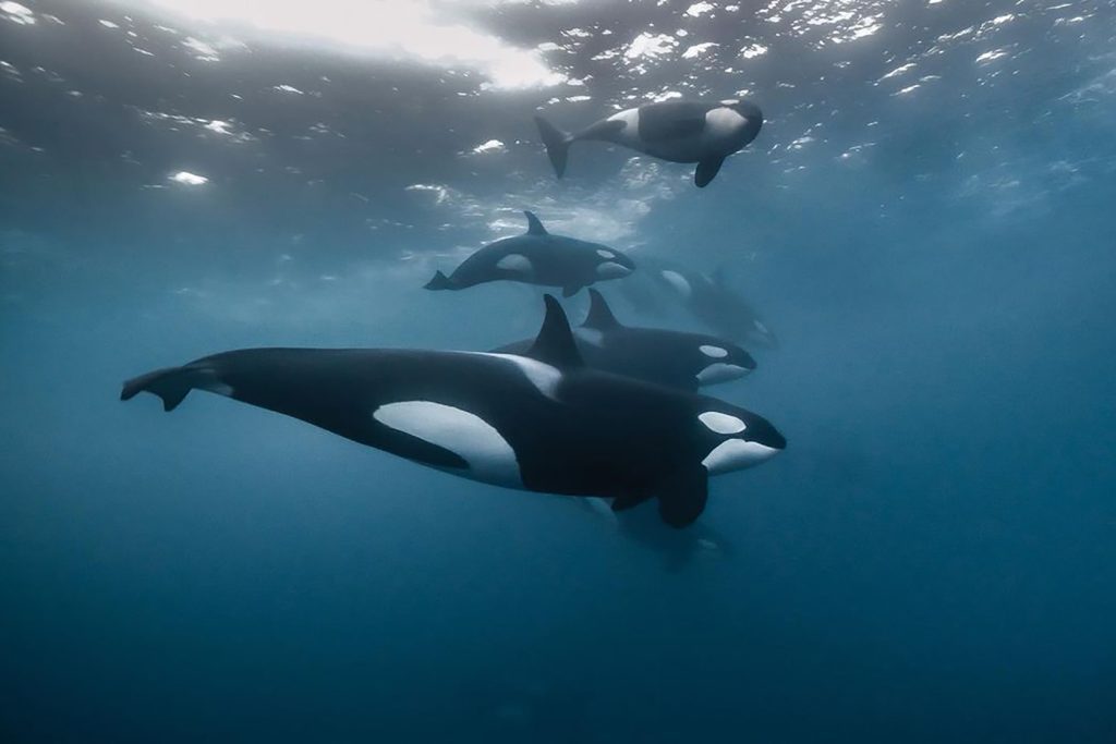 better oceans podcast – mit orcas jagen