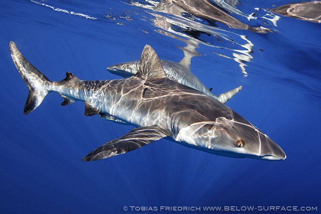 better oceans – Begegnung mit einem Hai! Was tun?