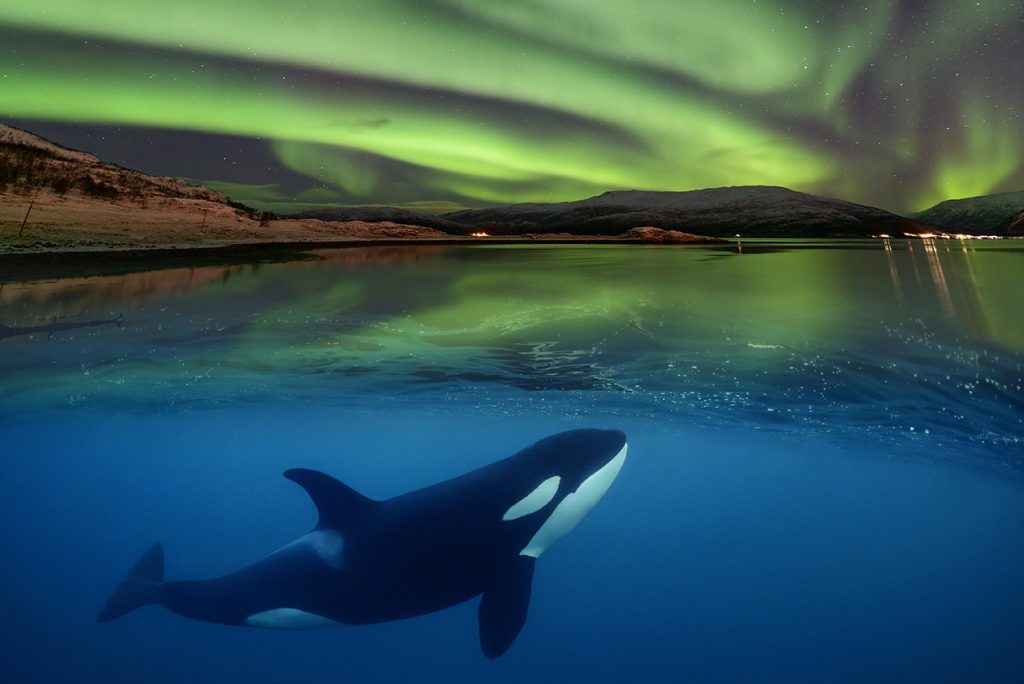 Orca Nordlicht