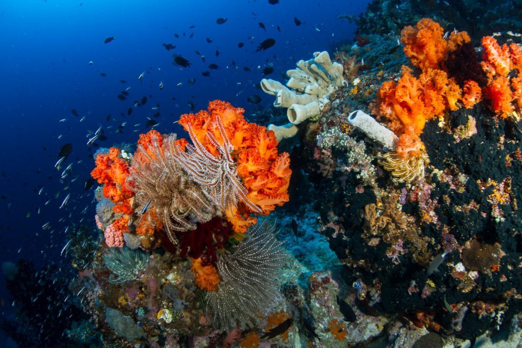 Korallenriffe voller Leben Inder Lembeh Strait.
