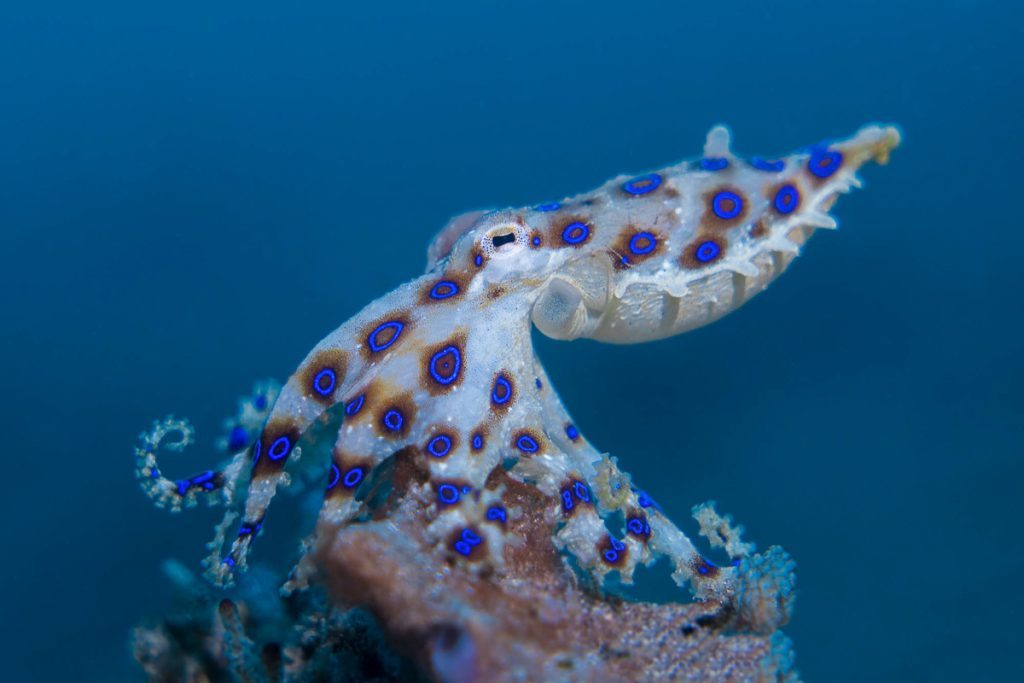 Blauring Oktopus Lembeh Indonesien