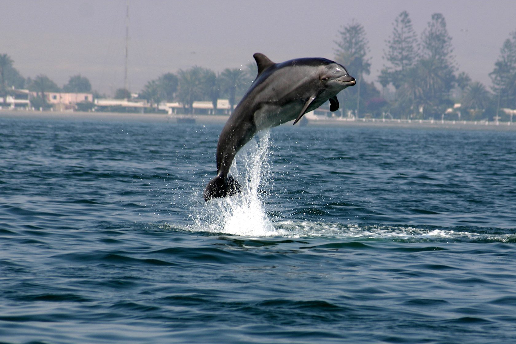 Betteroceans-delphinschutz.org_Vitali-Pal-5-06
