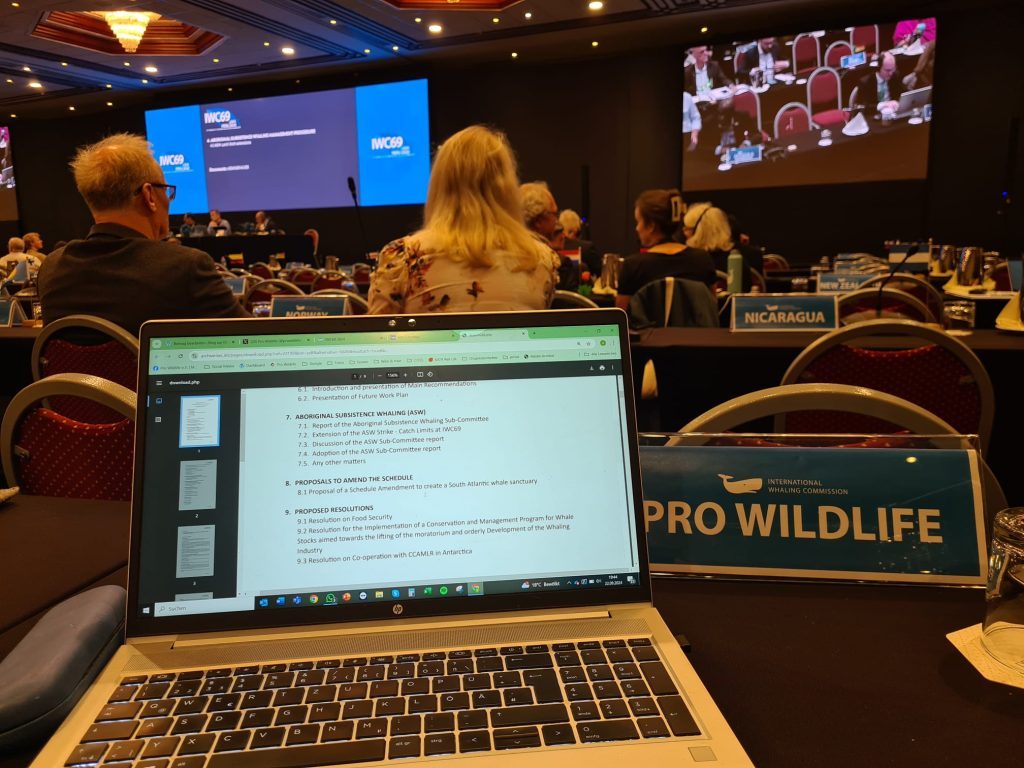 Better Oceans – Pro Wildlife auf der International Whaling Commission 2024 in Lima / Peru